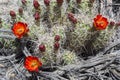 Flowering Cactus Woodgrain Background