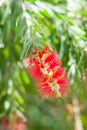 Flowering Callistemon.