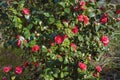 Flowering camellia bush. Beautiful red flowers of camellia on sunny spring day Royalty Free Stock Photo