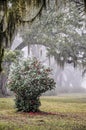 Flowering camellia bush by the fantastic live oak alley at Greenwood Plantation.