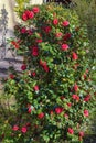 Flowering camellia bush with red flowers in garden on sunny spring day Royalty Free Stock Photo