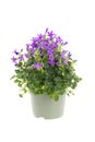 Flowering campanula plant