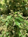 Flowering Camphor tree or camphor laurel Latin - Cinnamomum Camphora Royalty Free Stock Photo