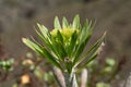 Flowering of the Canary Islands endemic Kleinia neriifolia.