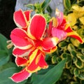 Flowering canna in the garden Royalty Free Stock Photo