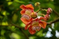 Flowering cannonball tree in the summertime Royalty Free Stock Photo