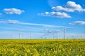 Flowering canola field with wind turbines Royalty Free Stock Photo