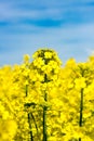 Flowering canola in spring field in May. Close up of yellow flowering canola in field under blue sky. Royalty Free Stock Photo