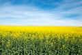 Flowering canola in spring field in May. Yellow flowering canola in field under blue sky. Royalty Free Stock Photo