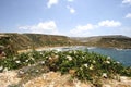 Flowering capers and Beach, Malta Royalty Free Stock Photo