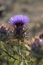 Flowering capitulum of wild artichoke thistle Cynara cardunculus backlit