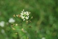 Shepherd\'s purse (Capsella bursa pastoris)