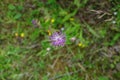 Flowering cardoon blossom, cynara cardunculus at the garden