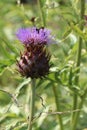 Flowering cardoon plant