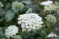 Flowering carrot plant grown for seeds Royalty Free Stock Photo