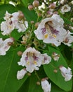 Catalpa flowering tree large green leaves in garden