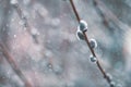 Flowering catkin on willow or brittle willow in the spring forest Royalty Free Stock Photo