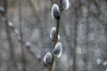 Flowering catkin on willow or brittle willow in the spring forest Royalty Free Stock Photo