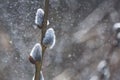 Flowering catkin on willow or brittle willow in the spring forest Royalty Free Stock Photo