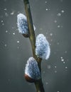 Flowering catkin on willow or brittle willow in the spring forest Royalty Free Stock Photo