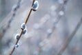 Flowering catkin on willow or brittle willow in the spring forest Royalty Free Stock Photo