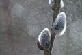 Flowering catkin on willow or brittle willow in the spring forest Royalty Free Stock Photo