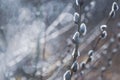 Flowering catkin on willow or brittle willow in the spring forest Royalty Free Stock Photo