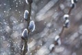 Flowering catkin on willow or brittle willow in the spring forest Royalty Free Stock Photo