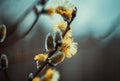 Flowering catkins or buds, pussy willow, grey willow, goat willow in early spring on a blue brown sky background. Willow twig Royalty Free Stock Photo