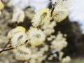 Flowering catkins close-up of a palm willow, spring season nature Royalty Free Stock Photo