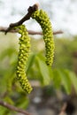 Flowering catkins walnut Royalty Free Stock Photo