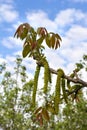 Flowering catkins walnut early spring Royalty Free Stock Photo