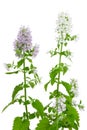 Flowering Catnip Plant, Nepeta cataria Royalty Free Stock Photo