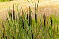Flowering cattail Royalty Free Stock Photo