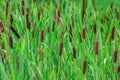 Flowering cattail in a swamp Royalty Free Stock Photo