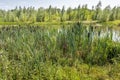 Flowering cattails on the edge of a creek Royalty Free Stock Photo