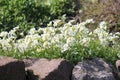Flowering Caucasian rockcress Arabis caucasica plants with white flowers in garden Royalty Free Stock Photo