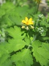 Flowering of celandine