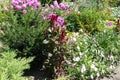 Flowering Celosia argentea var. cristata Royalty Free Stock Photo