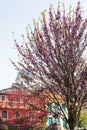 Flowering cercis siliquastrum tree in Padua