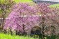 Flowering cercis tree in urban park in spring