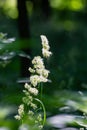 Flowering cereal grasses