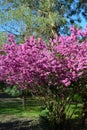 Flowering cersis juda tree bloom shrub with pink flowers Royalty Free Stock Photo