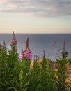 Flowering Chamaenerion angustifolium View from Kullaberg a rocky peninsula and a nature reserv in south sweden.