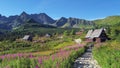 Flowering Chamaenerion in Gasienicowa Valley, Tatra Mountains