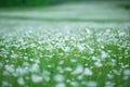 Flowering. Chamomile. Blooming chamomile field, Chamomile flowers. Natural herbal treatment. Royalty Free Stock Photo