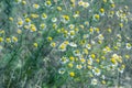 Flowering. Chamomile. Blooming chamomile field, Chamomile flowers. Natural herbal treatment Royalty Free Stock Photo