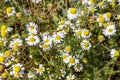 Flowering. Chamomile. Blooming chamomile field, Chamomile flowers. Natural herbal treatment Royalty Free Stock Photo