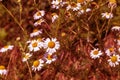 Flowering. Chamomile. Blooming chamomile field, Chamomile flowers. Natural herbal treatment Royalty Free Stock Photo