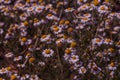 Flowering. Chamomile. Blooming chamomile field, Chamomile flowers. Natural herbal treatment Royalty Free Stock Photo